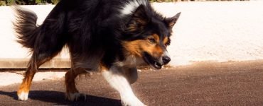 Dog walker, 28, attacked