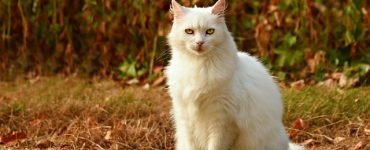 TOP 10 Cats BREEDS