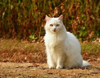 TOP 10 Cats BREEDS