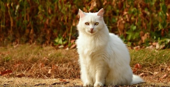 TOP 10 Cats BREEDS
