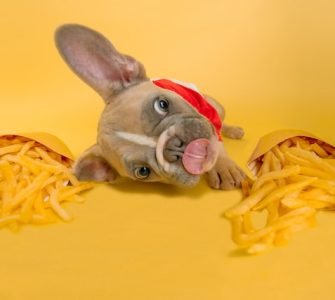 dog healthy