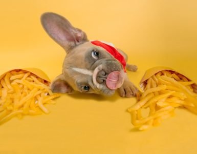 dog healthy