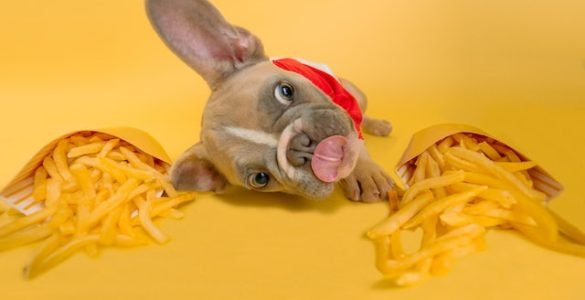 dog healthy