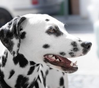 Dog Breeds