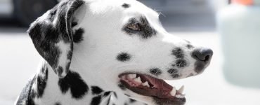 Dog Breeds