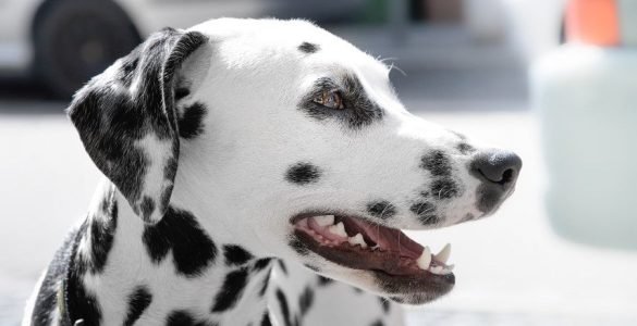 Dog Breeds