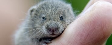 hamster