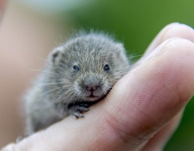 hamster