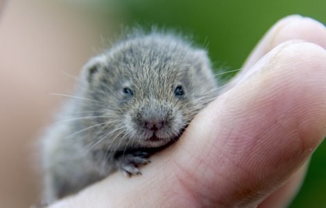 hamster