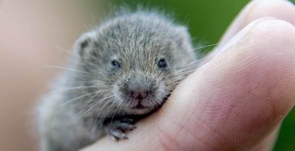 hamster